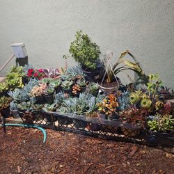 Succulents 