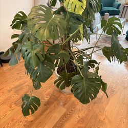 Large Monstera Plant