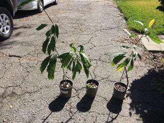 Fruit trees