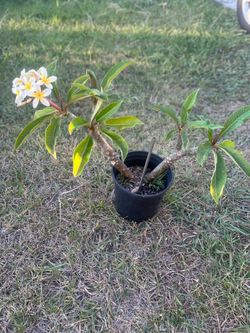 Yellow and white Plomeria