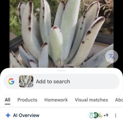 Home Grown Varieties Of Plants And Succulents With Pots 