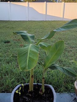 Banana trees