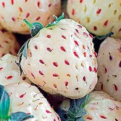 Withe Strawberry,  Pineberry Plants, Organic