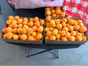 $10 boxes!….. apricots from our tree!!