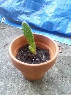 Potted succulent