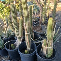 Cactus Dragon Tail 15 gall. Pots