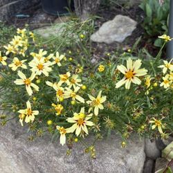 $5 Each.  Perennial plants for Sale