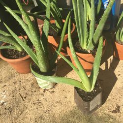 Aloe Vera Plants And Leave 