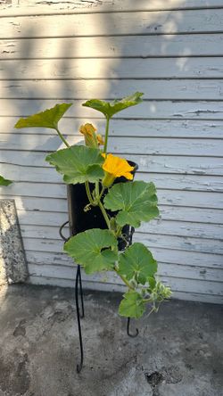 Squash