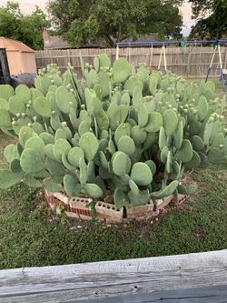 Free cactus