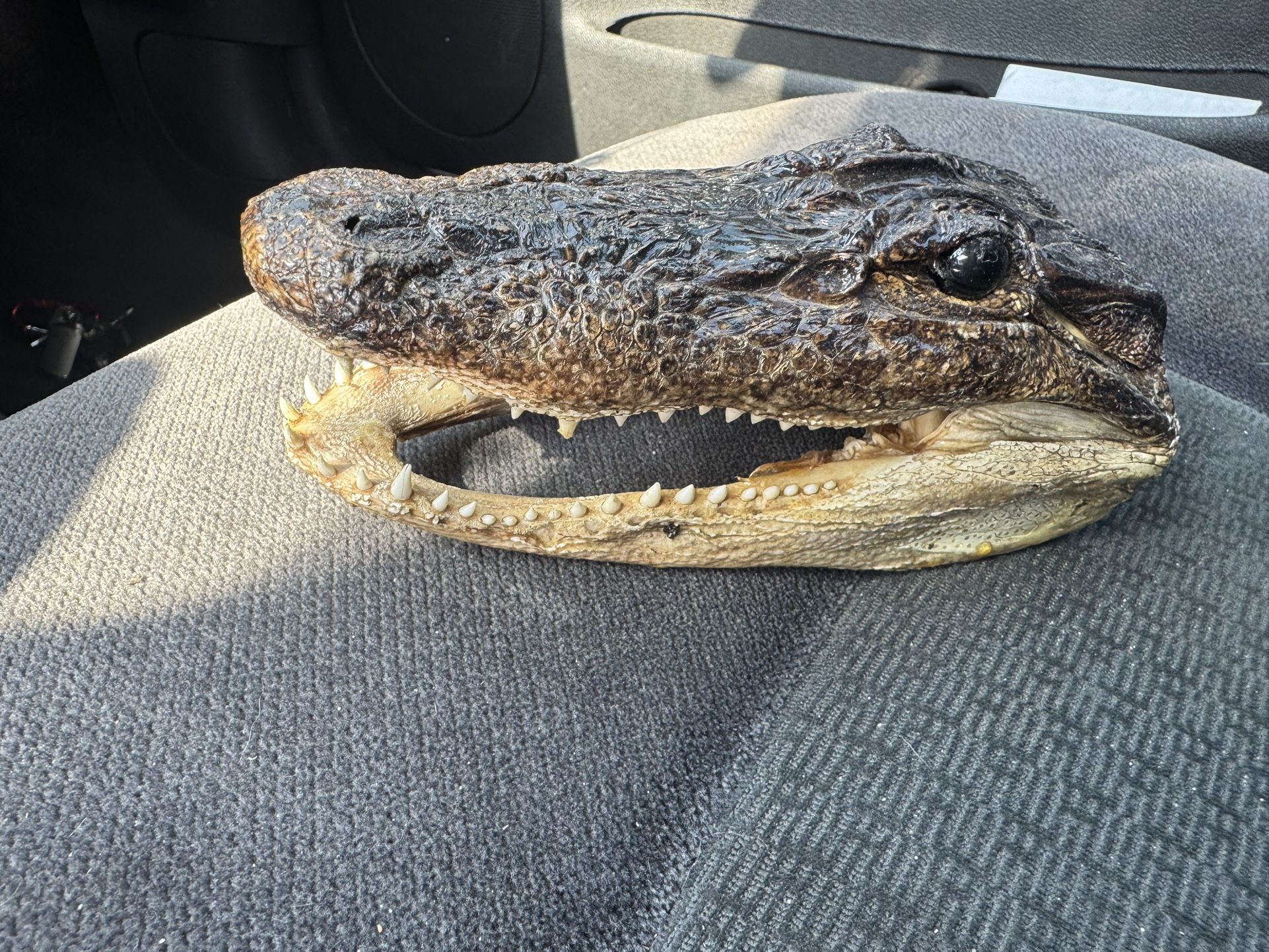 Vintage 9" Real Alligator/Gator Head Skull Taxidermy Real Teeth & Glass Eyes