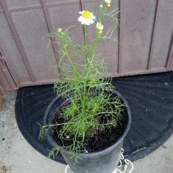 planta de manzanilla