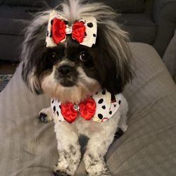 Dog Bib With Matching Hair Bow 