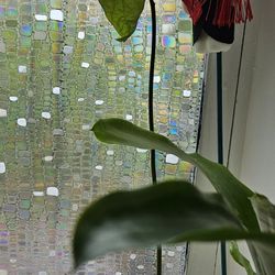 Avocado Plant