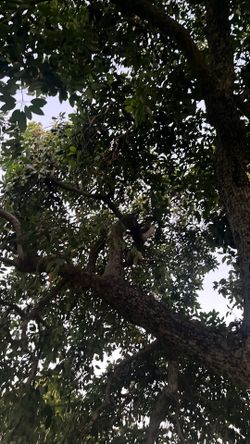 Avocado’s FOR SALE