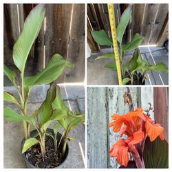 Red Orange Flower Canna Lily in 3 Gallon Pot Live Plant  Cash only  