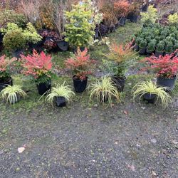 Plant Sale!!! Get Your Yard In Order🤓