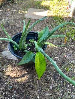 Aloe Vera Plant in Black Pot
