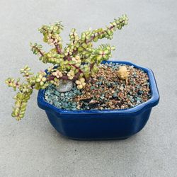 Succulents plants 🪴 