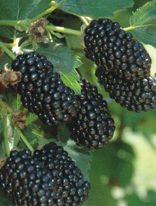 Blackberry Tree