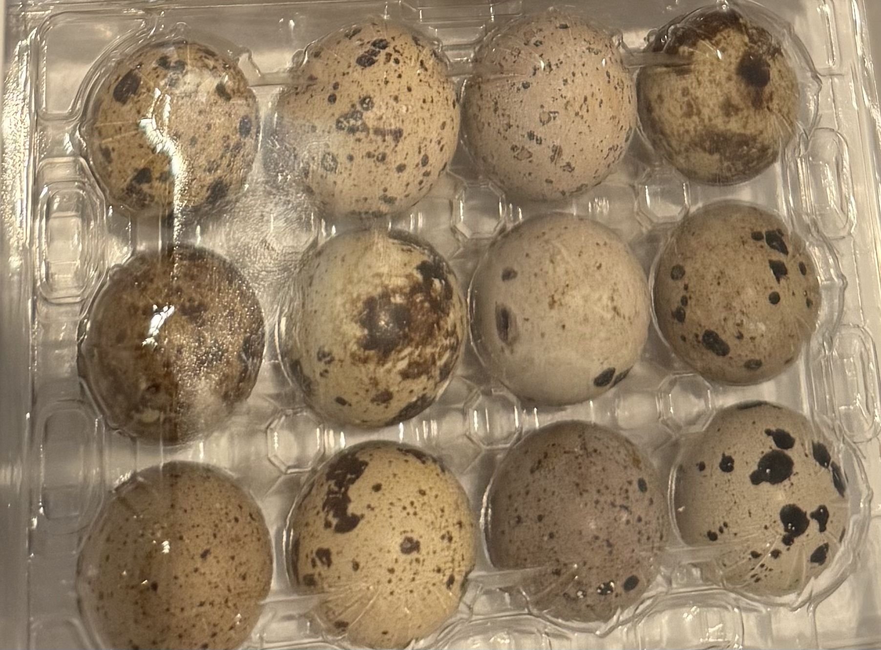 Delicious Quail Eggs For Eating! And Incubating!
