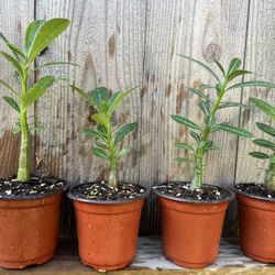 Rosa del Desierto/ Desert rose/ Adenium Obesum seedlings/ plántulas/ De semilla   Mix seeds I order the seeds from Thailand  and other are from manual