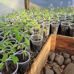 Tomato seedlings organic mix