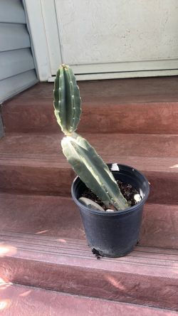Cactus