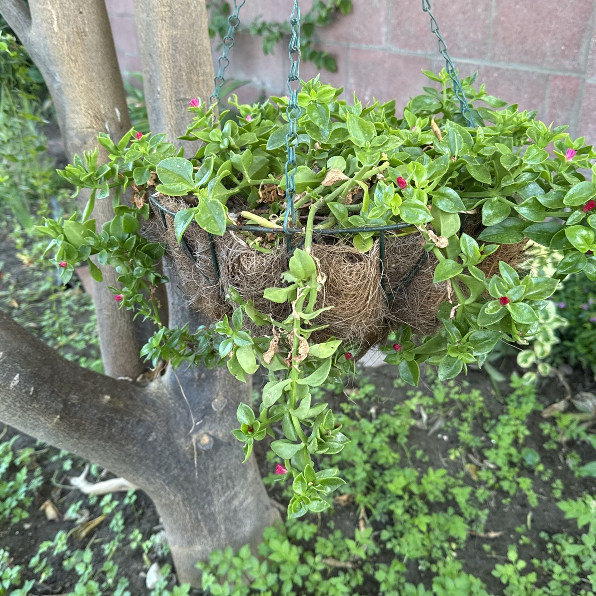 plant