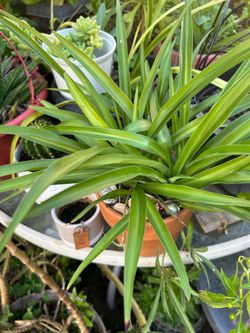 Planta