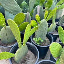 Spineless Prickly Pear Cactus - Opuntia Ficus Indica - Edible Arbolitos De Nopales (18-36" in.) 🌵