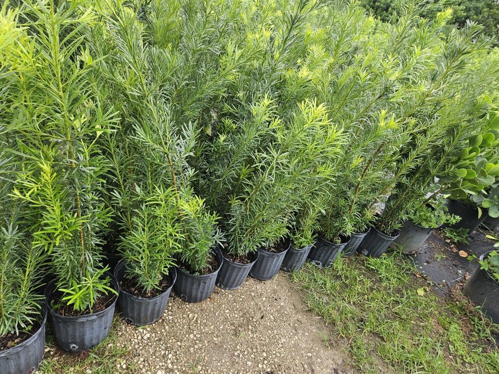 huge porque over 3 feet tall Instant Privacy Hedge For Fence Green Full