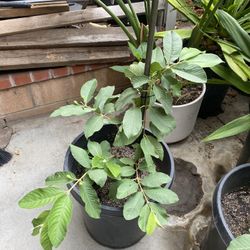 Seedless Rubi Guava Plant