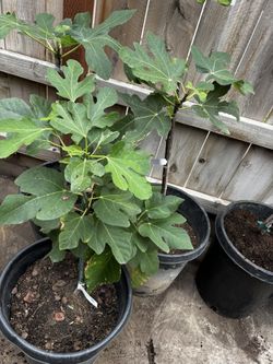 Brown Turkey Fig Tree
