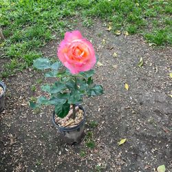 Rozalez De Flor Grande 