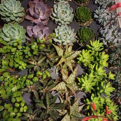 Succulents For Sale