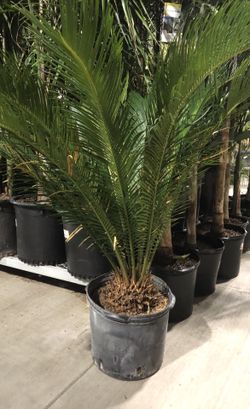 King sago palm
