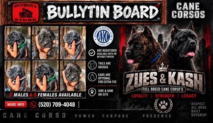 Cane Corso’s