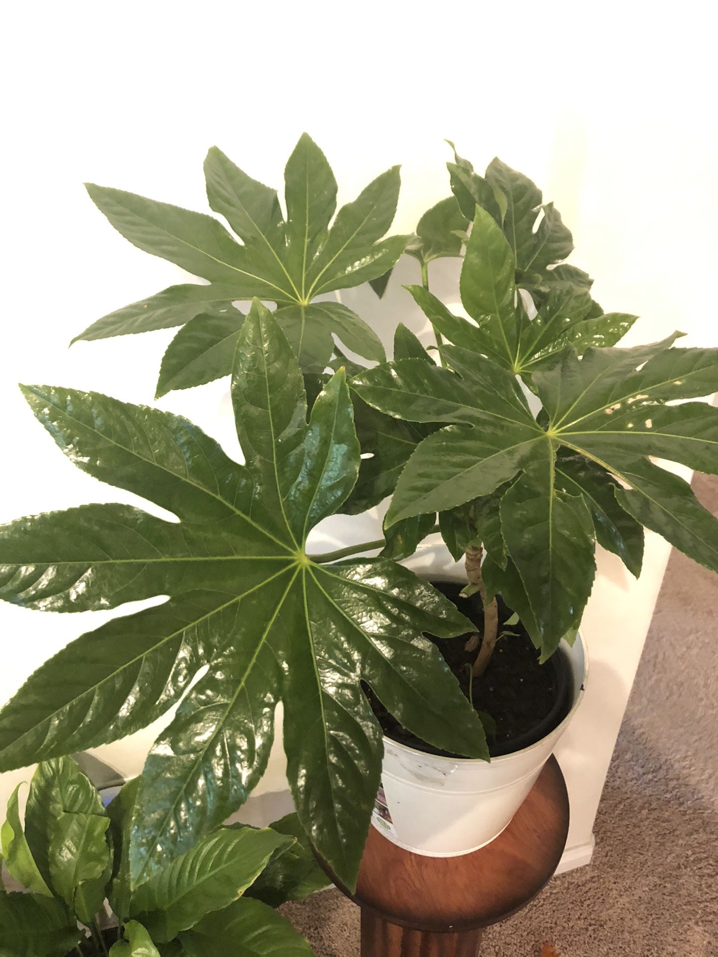 fatsis japonica/Japanese Aralia/spiderweb indoor live plant