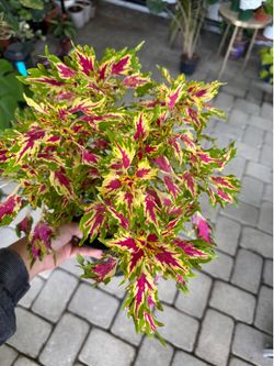 Coleus Downtown Vegas Neon