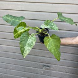 Variegated Philodendron Giganteum Blizzard