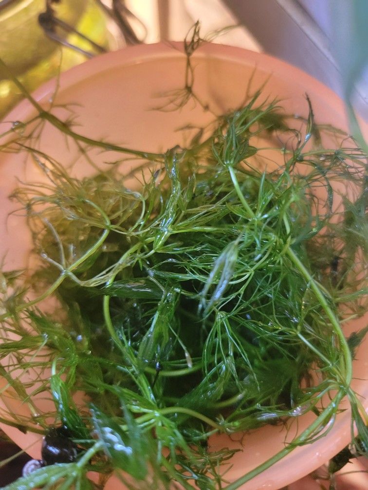 Hornwort Aquarium Plant With Ramshorn Snails