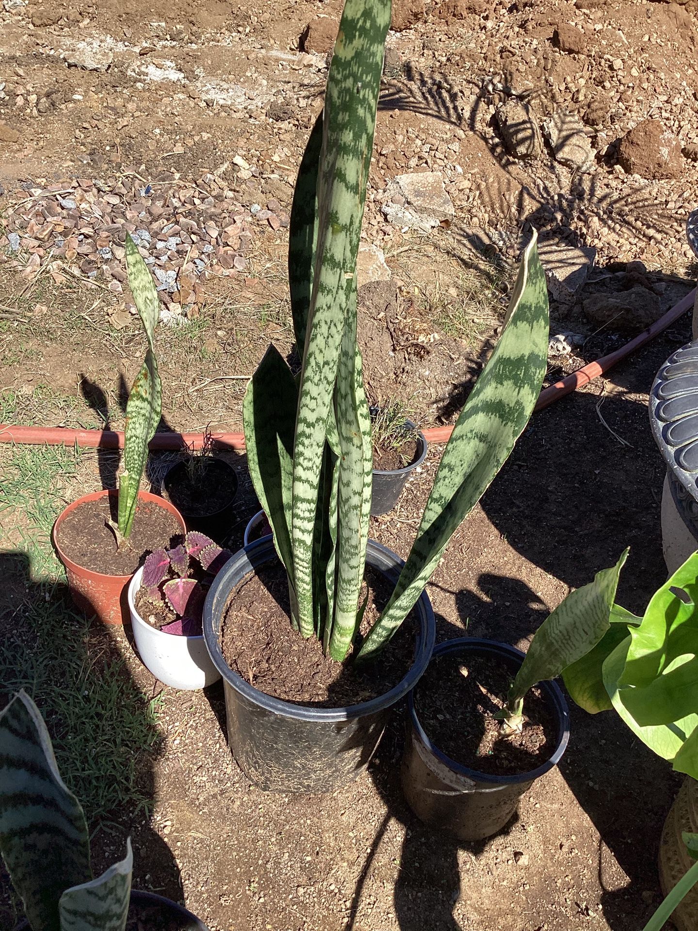 Plant