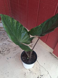 Dark leaf elephant Ear Plant