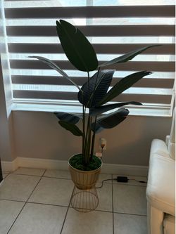 Planta decorativa