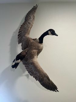 Taxidermy Canadian Goose Wall Mount Wing Spread