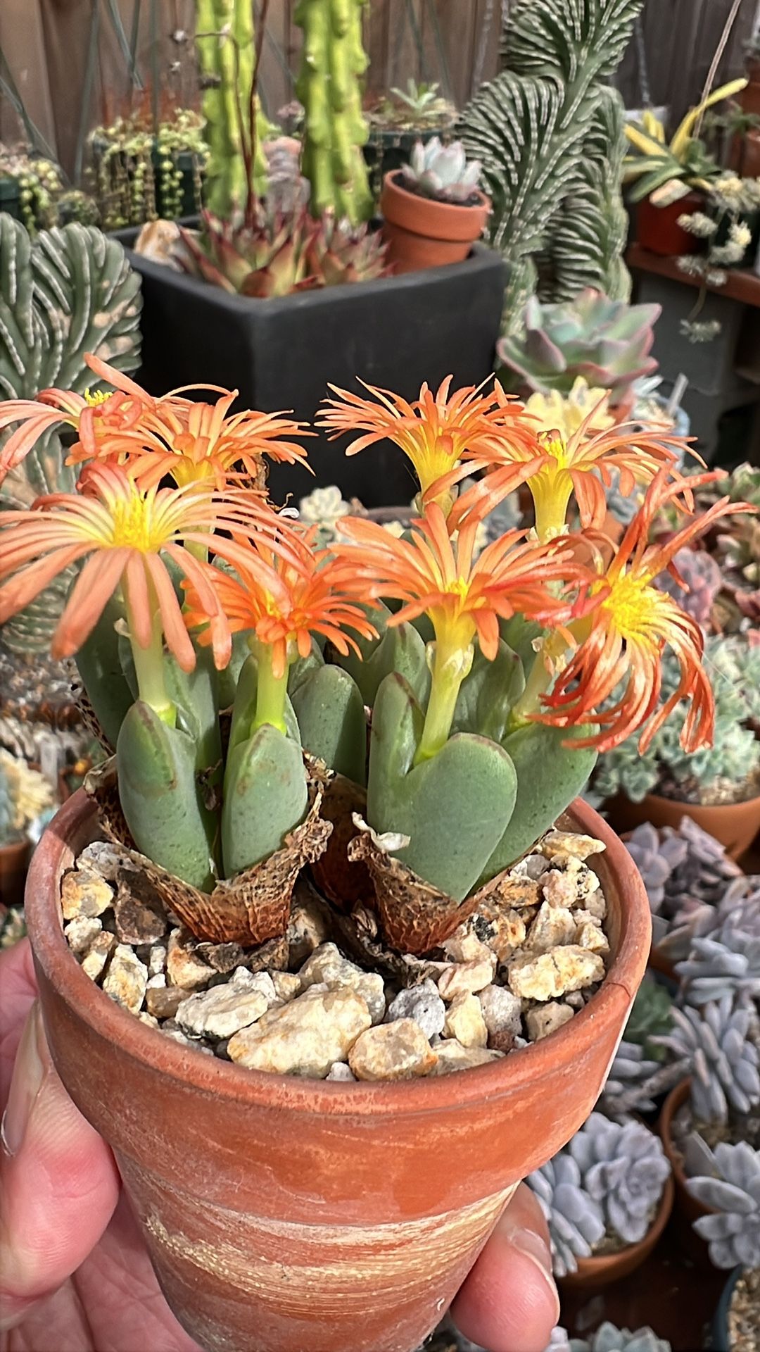 Conophytum Bilobum Succulent