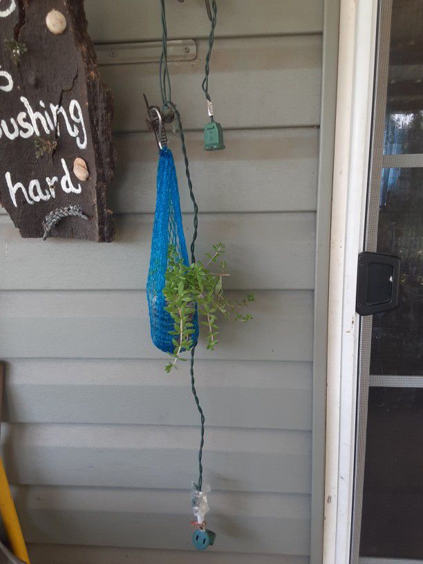 Little Hanging Succulents 