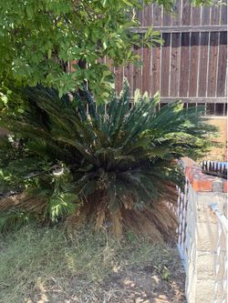Sago Palms