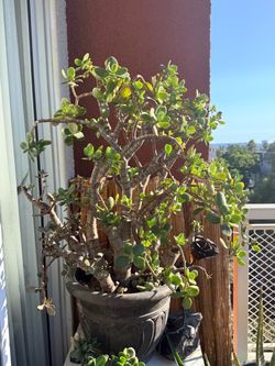 X-Large jade plant 🪴